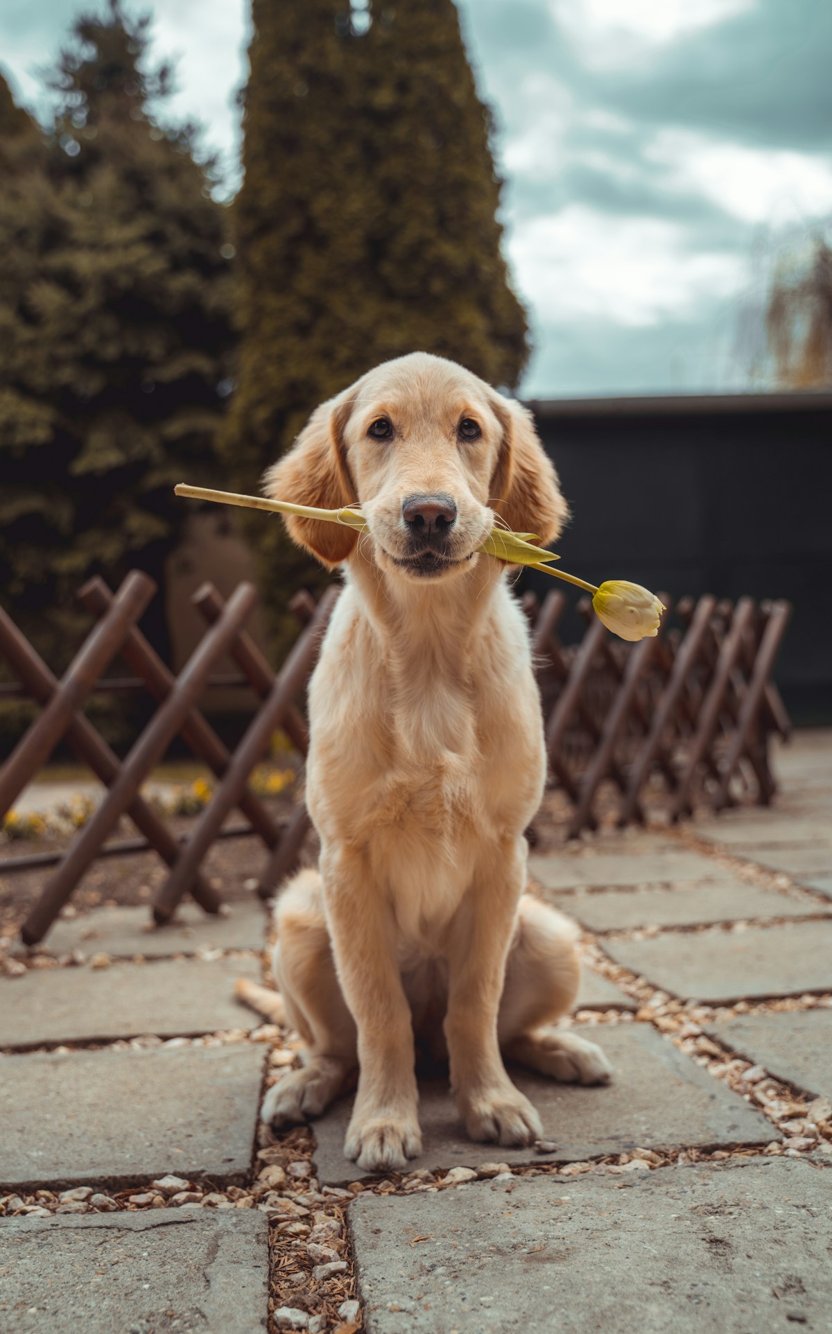 A golden retriever enjoying a sunny moment outdoors